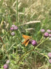 Thymelicus lineola