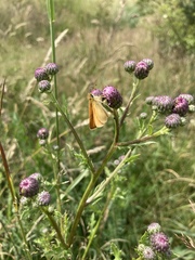 Thymelicus lineola