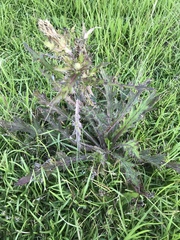 Cirsium horridulum vittatum