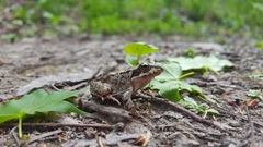 Rana dybowskii
