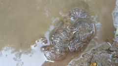 Salamandrella tridactyla