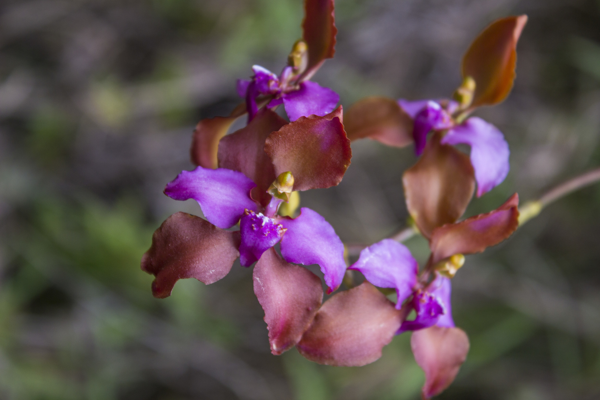 Cyrtochilum orgyale (Rchb.f.) Dalström 4