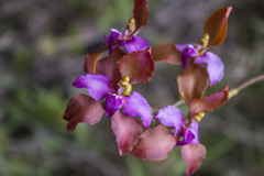 Cyrtochilum orgyale