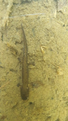 Long-Tailed Clawed Salamander