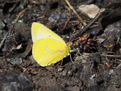 Colias occidentalis