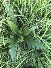 Cirsium horridulum vittatum