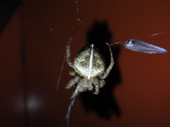Eriophora edax
