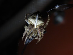 Eriophora edax