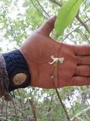 Tabernaemontana amygdalifolia