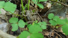 Rana dybowskii