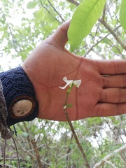 Tabernaemontana amygdalifolia