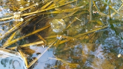 Salamandrella tridactyla