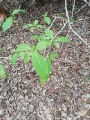 Tabernaemontana amygdalifolia