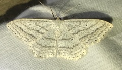 Scopula ancellata