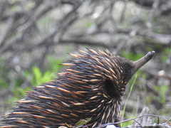 Tachyglossus aculeatus acanthion