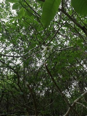 Tabernaemontana amygdalifolia