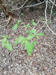 Tabernaemontana amygdalifolia