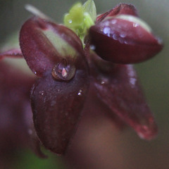 Stelis purpurea