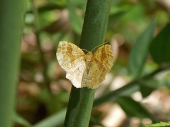 Cepphis advenaria