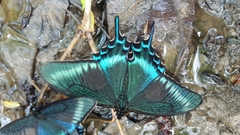 Papilio maackii