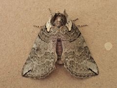 Euthyatira semicircularis