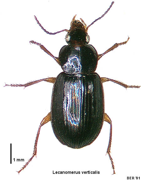 Lecanomerus verticalis
