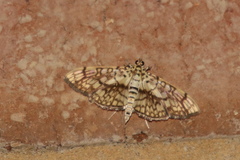 Haritalodes obliqualis