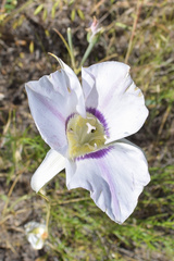Calochortus macrocarpus maculosus
