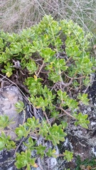 Sedum praealtum