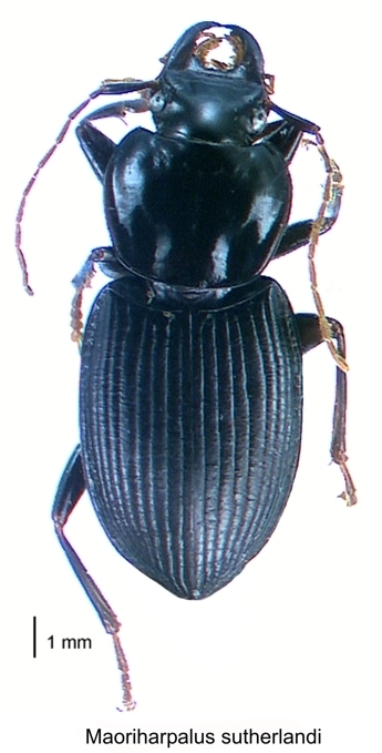 Maoriharpalus