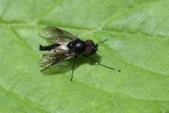 Symphoromyia