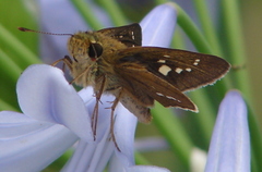 Parnara guttata guttata