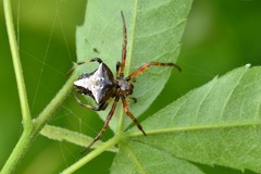 Verrucosa scapofracta