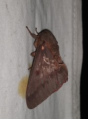 Citheronia sepulcralis