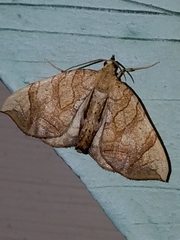 Eulithis gracilineata