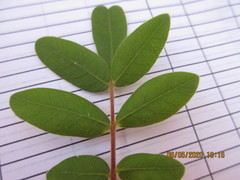 Rhus pachyrrhachis