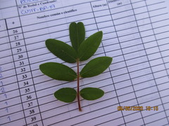 Rhus pachyrrhachis