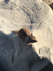 Otospermophilus beecheyi