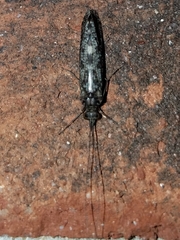 Annulipalpia