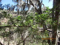 Rhus pachyrrhachis