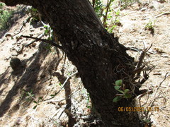 Rhus pachyrrhachis