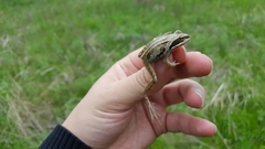 Rana amurensis