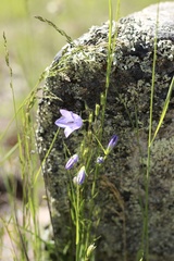 Campanula petiolata