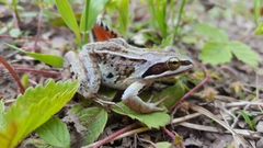 Rana amurensis