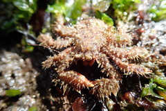 Hapalogastridae