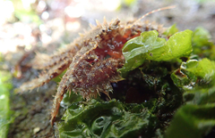Hapalogastridae