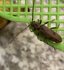 Brothylus gemmulatus