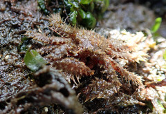 Hapalogastridae