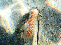 Veretillidae