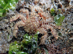 Hapalogastridae